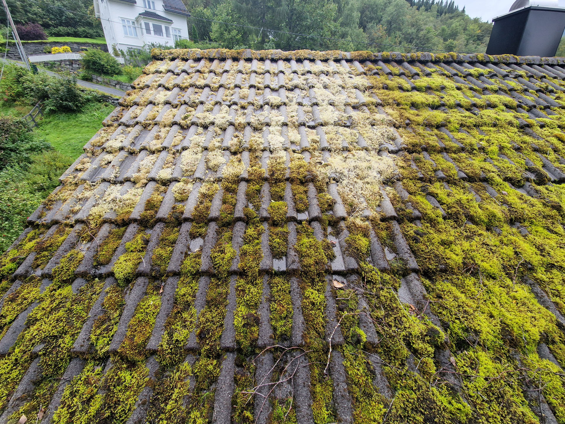 Delvis sprøyta før eg huska å ta bilde